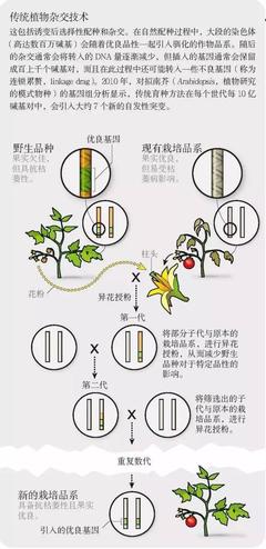 箸间犹疑 纠葛于科学与感知深处的基因谜题